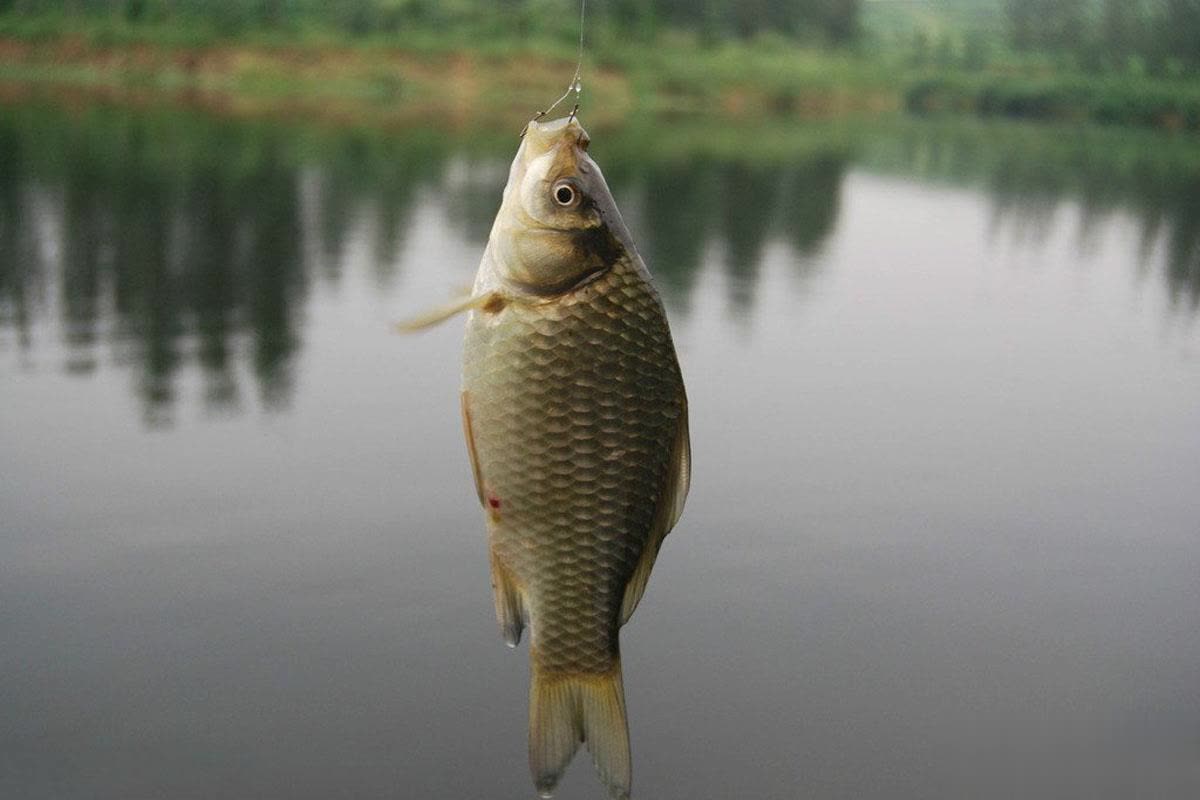 鱼多巴和鱼, 要原因之一