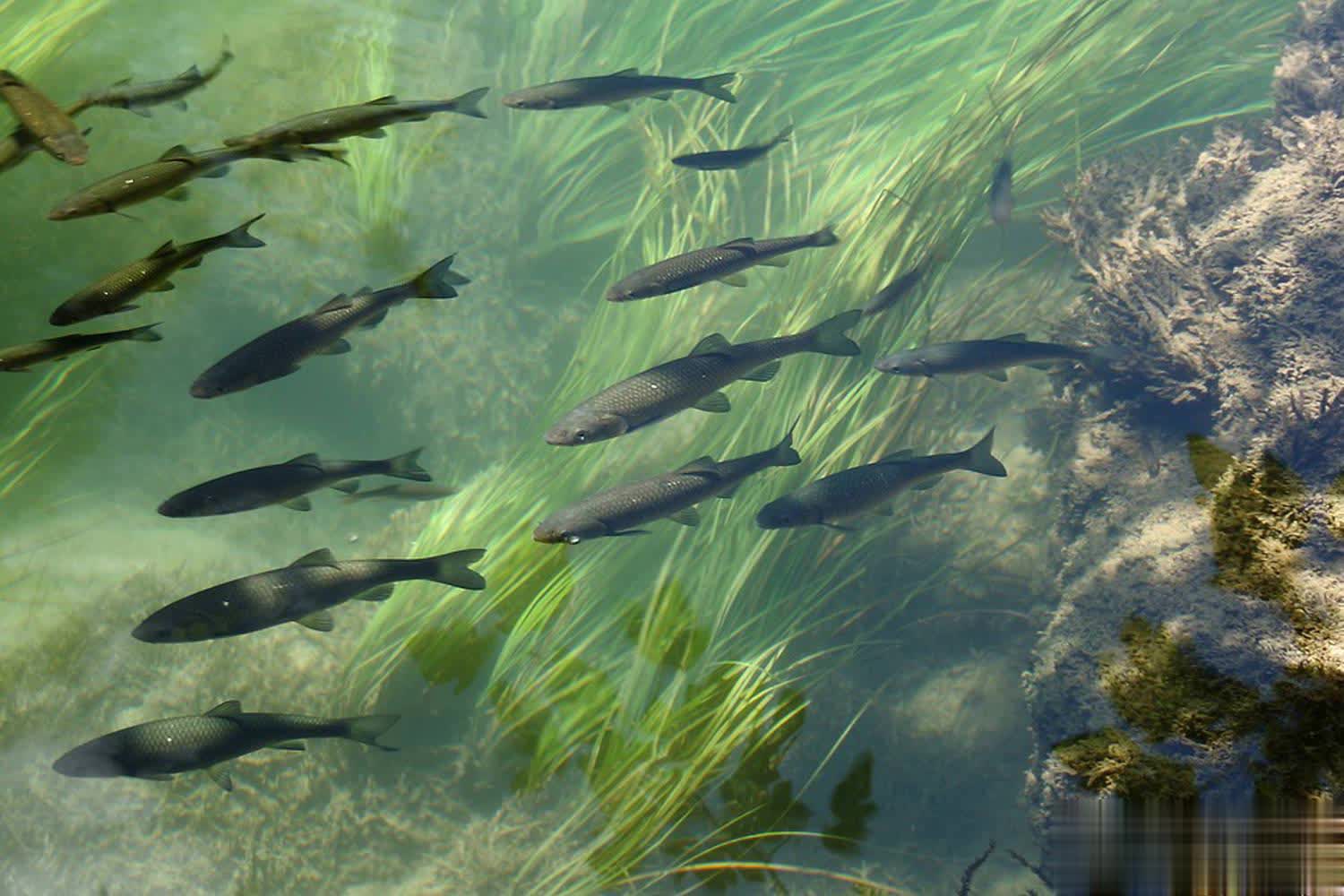 号尼龙子线, stron, alt